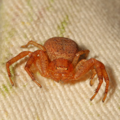 genus Xysticus