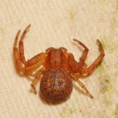 genus Xysticus