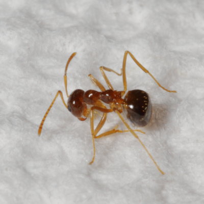 Prenolepis imparis * False Honey Ant