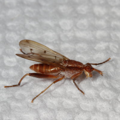 Genus Sepedon