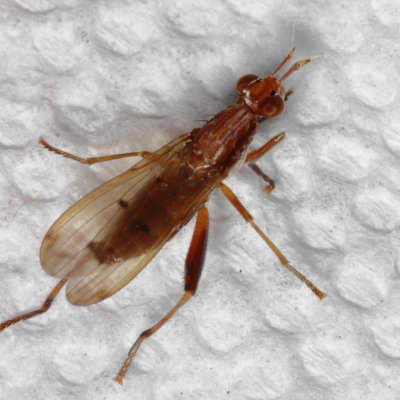 Genus Sepedon