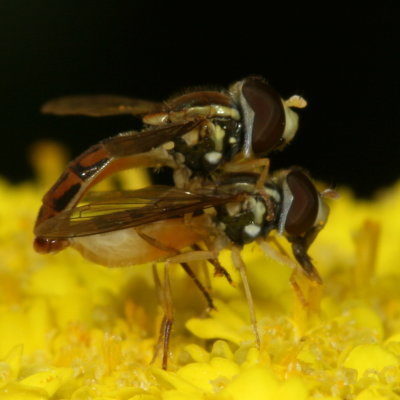 Toxomerus marginatus ♂ & ♀