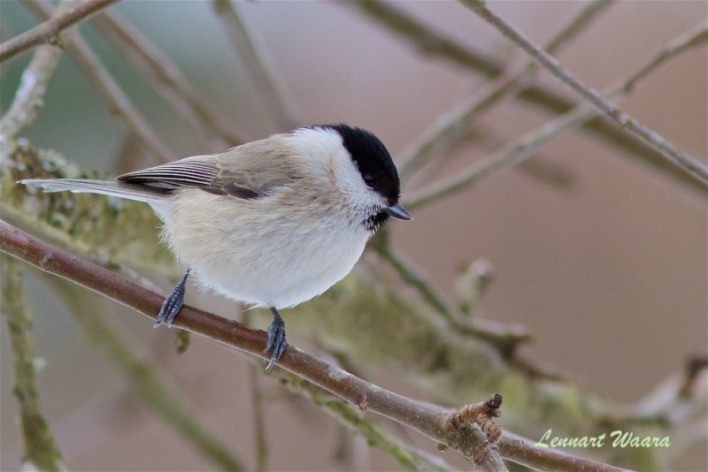Talltita / Willow Tit