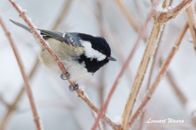 Svartmes / Coal Tit