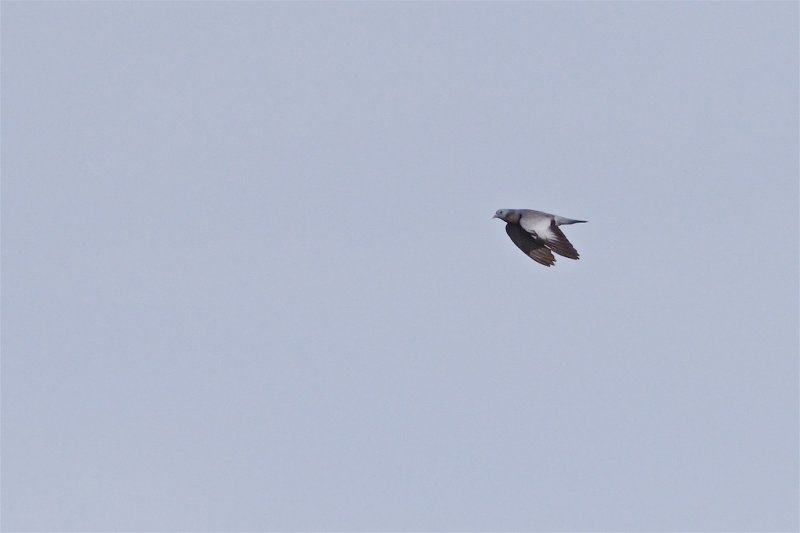 Skogsduva / Stock Dove