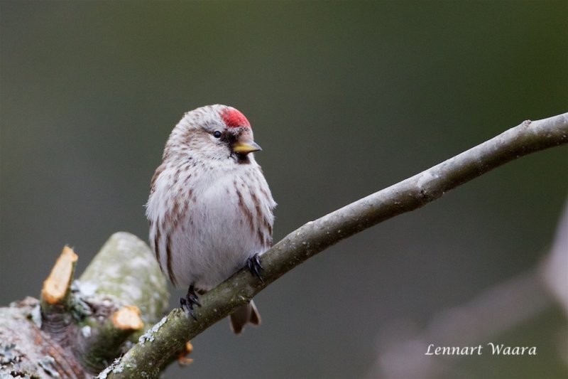 Gråsiska / Common Redpoll
