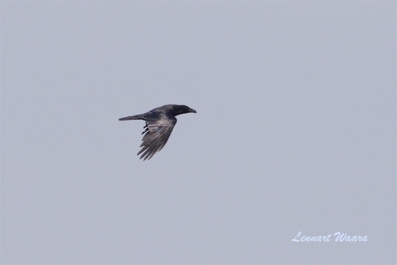 Korp / Common Raven