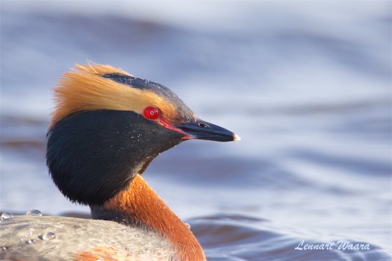 Svarthakedopping / Horned Grebe