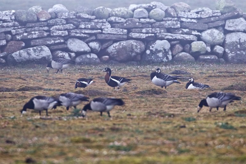 Rödhalsad gås / Red-breasted Goose