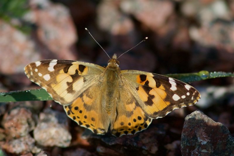 Fjärilar och trollsländor / Butterflies and dragonflies
