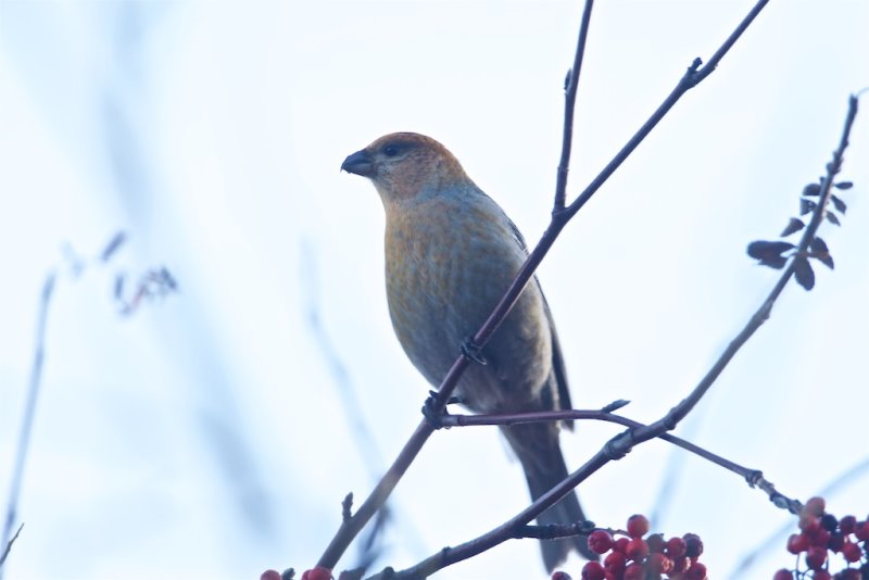 Tallbit / Pine Grosbeak