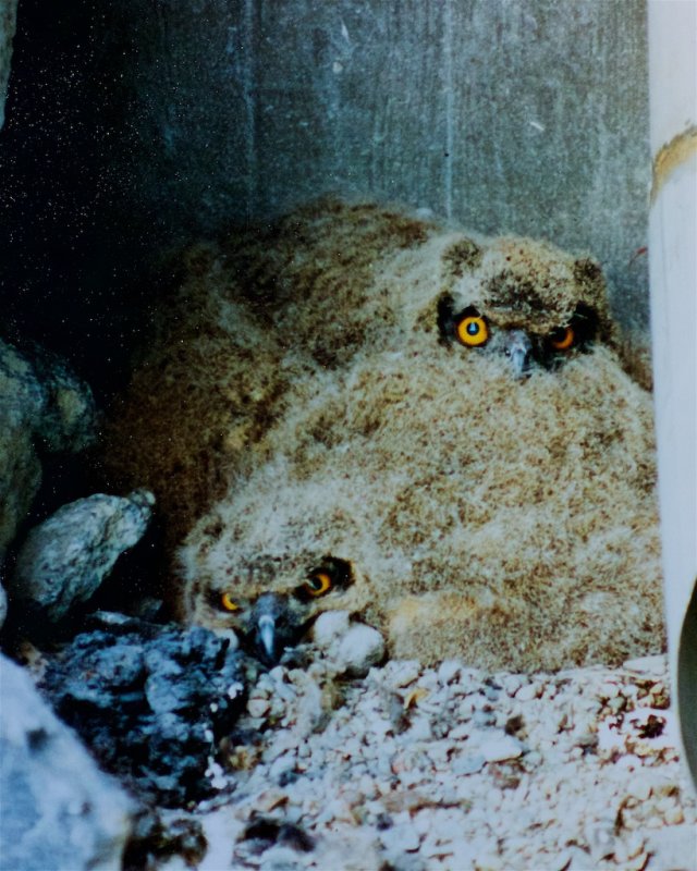 Berguv / Eurasian Eagle Owl