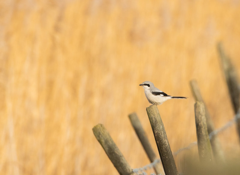 Varfågel / Great Grey Shrike