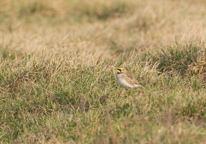 Berglrka / Horned lark