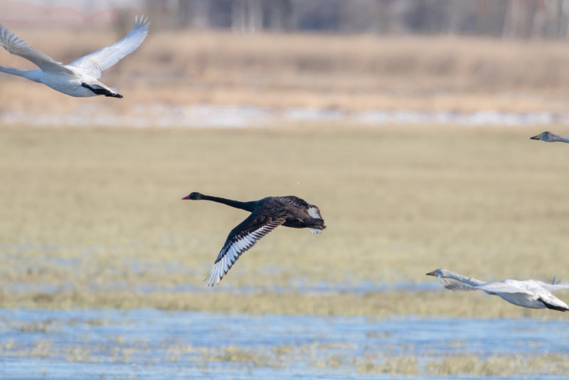 Svart svan / Black Swan