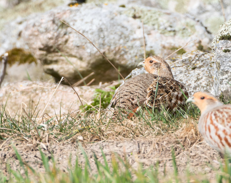 Rapphna / Grey Partridge