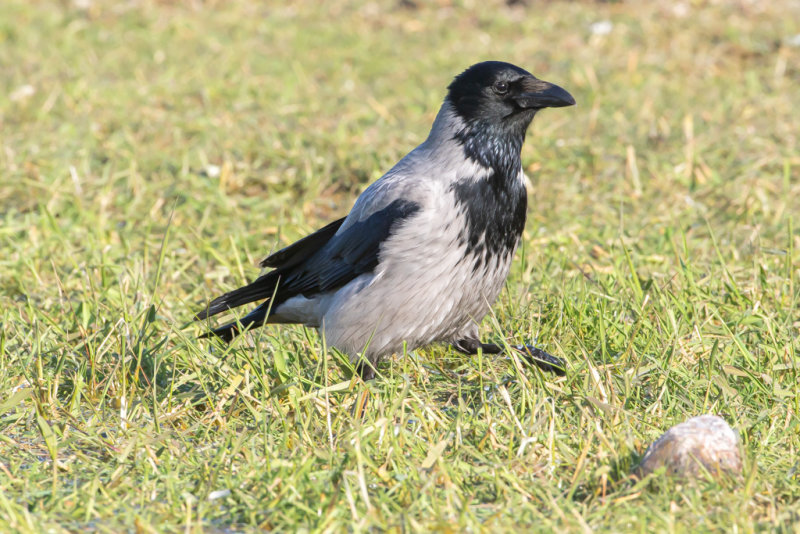 Krka / Hooded Crow