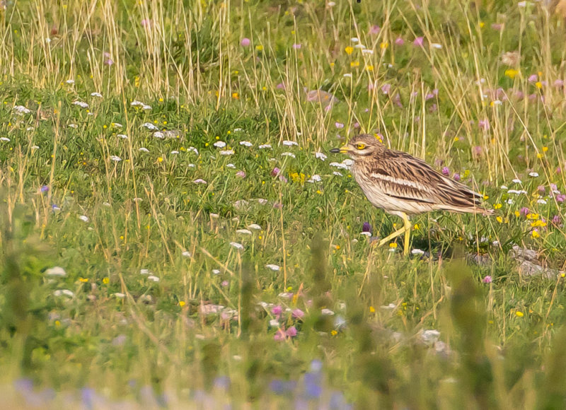 Tjockfot / Stone curlew