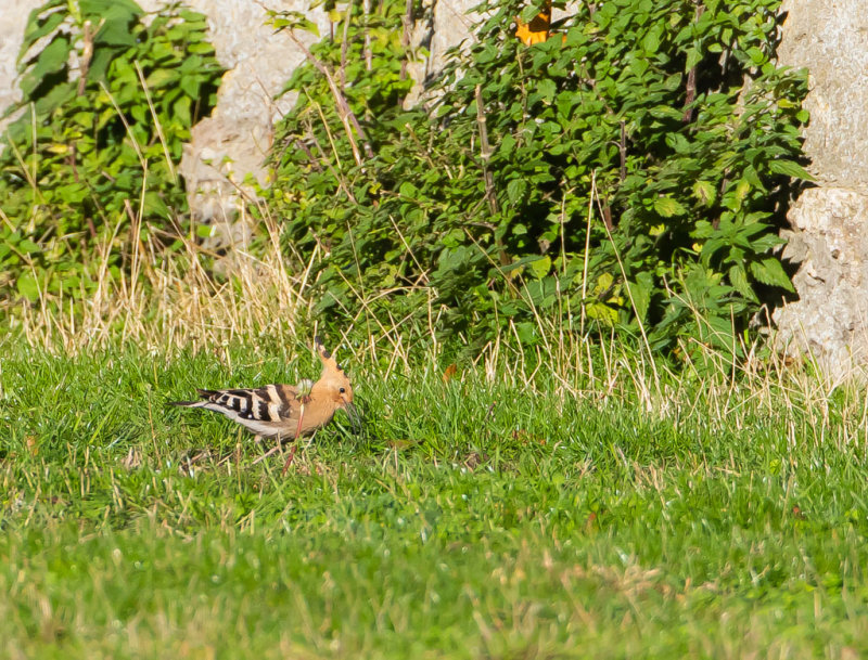 Hrfgel / Eurasian Hoopoe