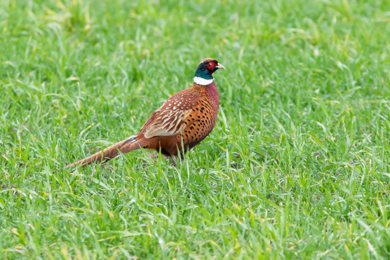 Fasan / Common Pheasant