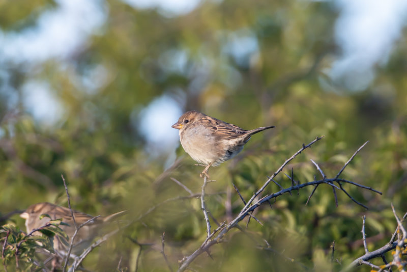Gråsparv / House Sparrow