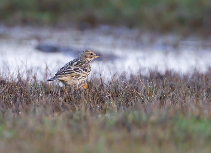 Rödstrupig piplärka / Red-throated pipit