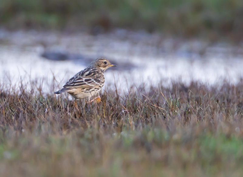 Rdstrupig piplrka / Red-throated pipit