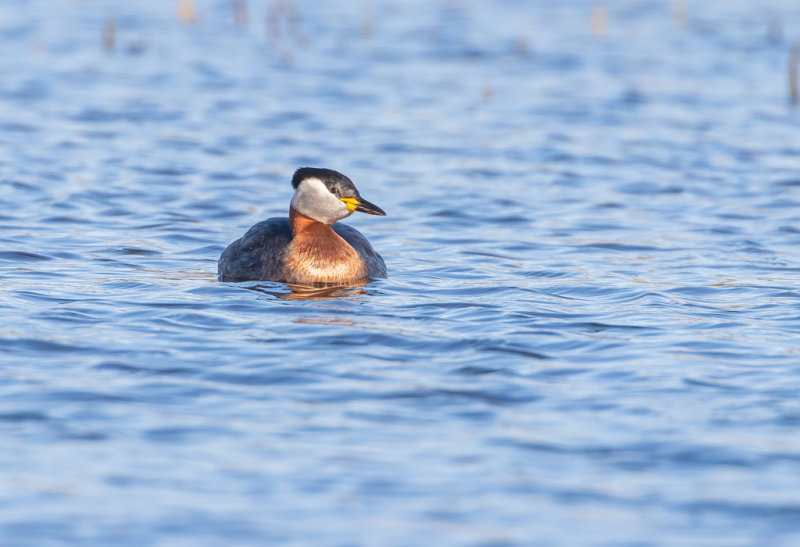 Gråhakedopping / Red-necked Grebe