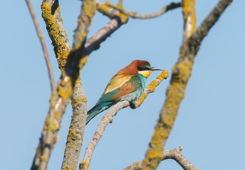 Biätare / European Bee-eater