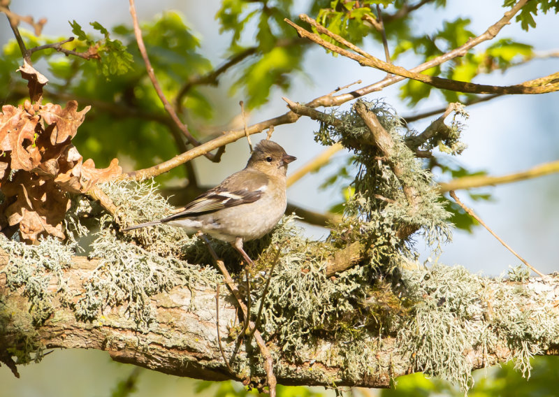 Bofink / Common Chaffinch