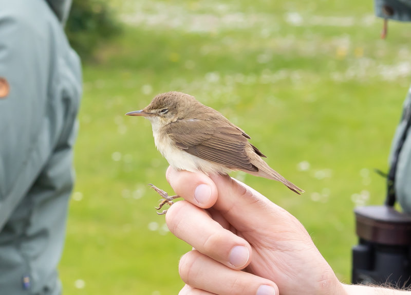 Busksångare / Blyth´s Reed Warbler