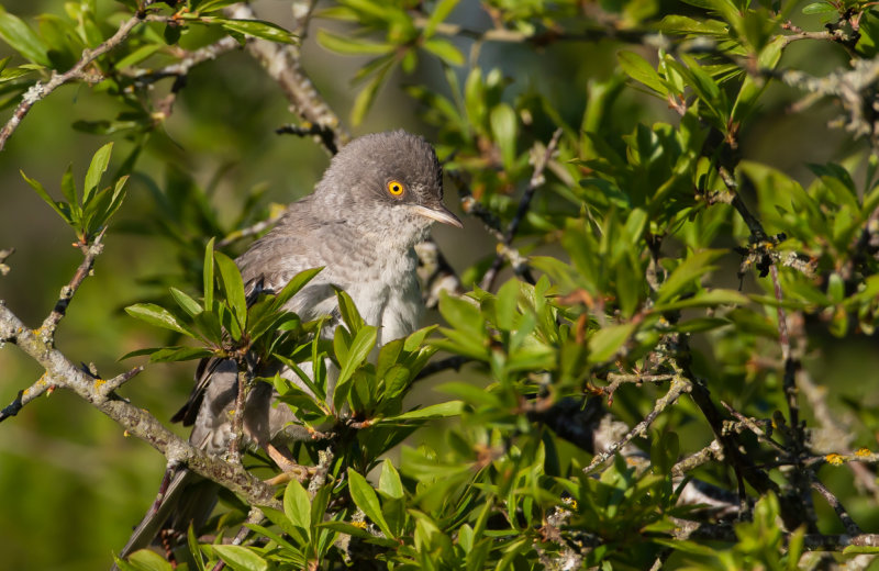 Höksångare / Barred Warbler