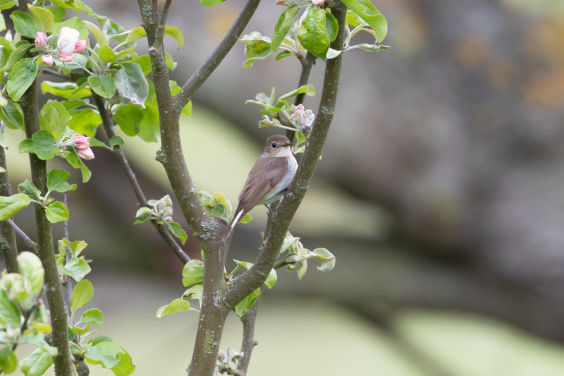 Mindre flugsnappare / Red-breasted Flycatcher