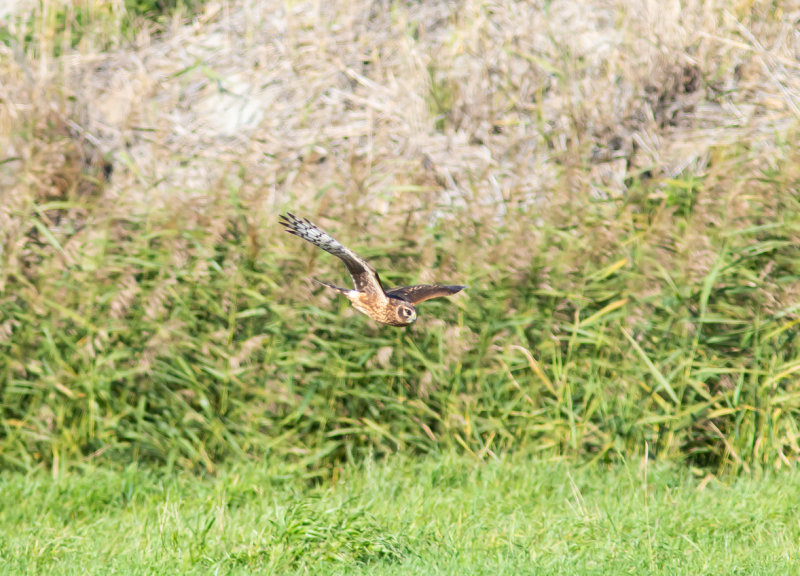 Blå Kärrhök / Hen Harrier