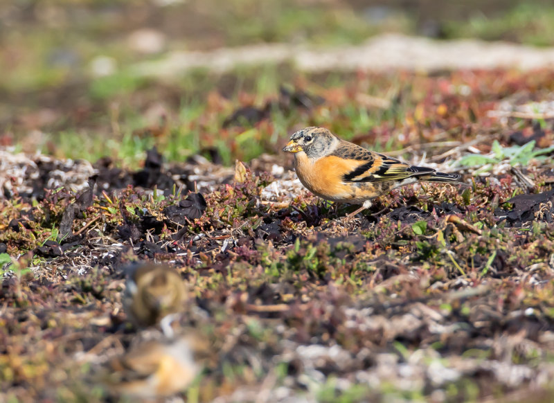 Bergfink / Brambling