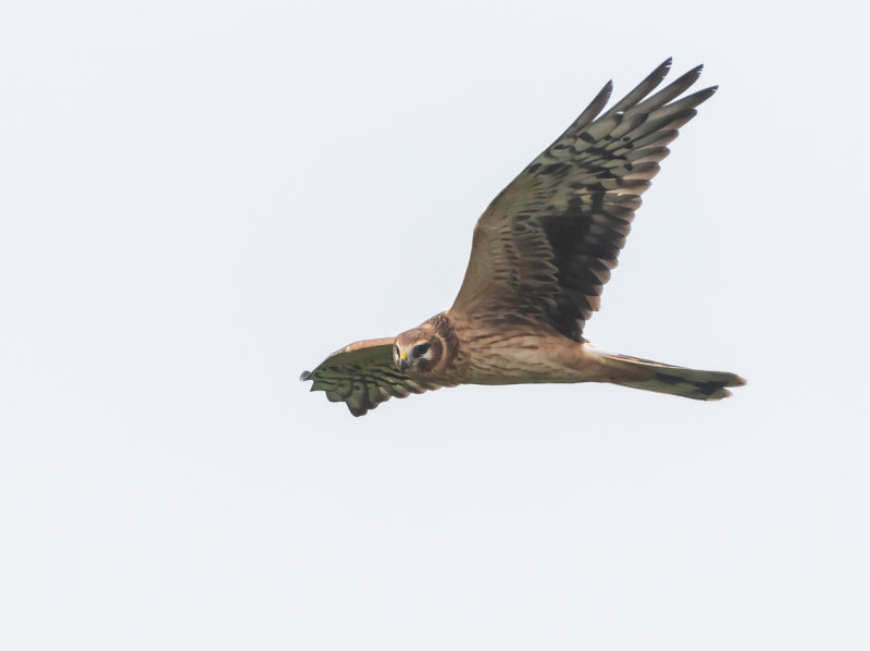 Stäpphök / Pallid Harrier