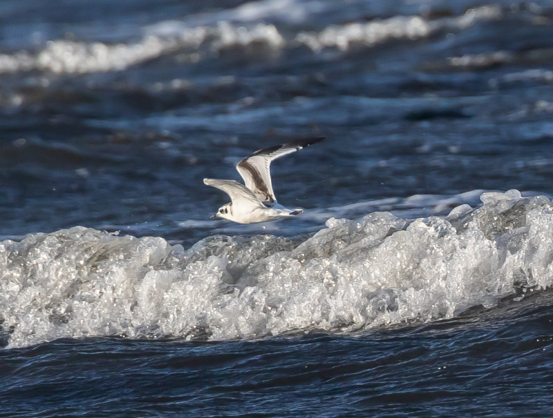 Dvärgmås / Little Gull