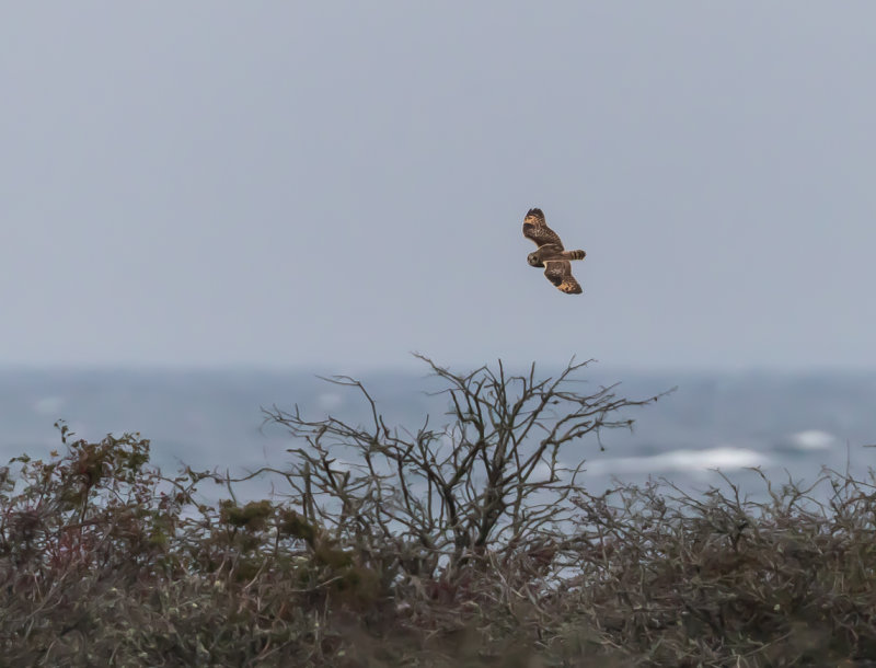 Jorduggla / Short-eared owl