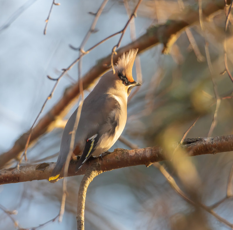 Sidensvan / Bohemian Waxwing