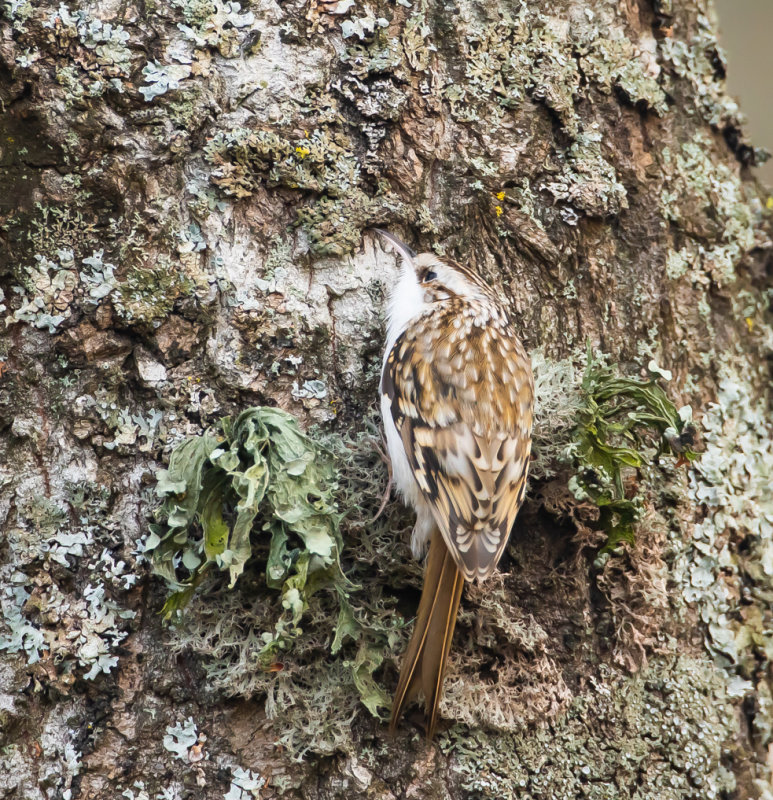 Trädkrypare / Eurasian Treecreeper