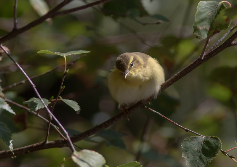 Lövsångare / Willow Warbler
