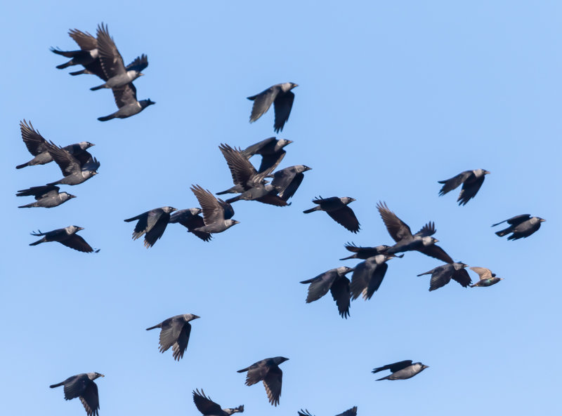 Kaja / Western Jackdaw