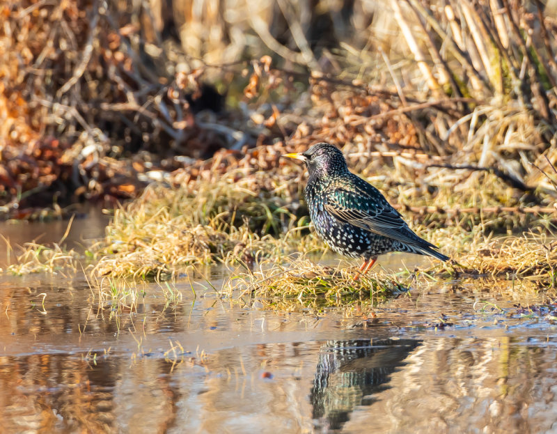 Stare / Common Starling