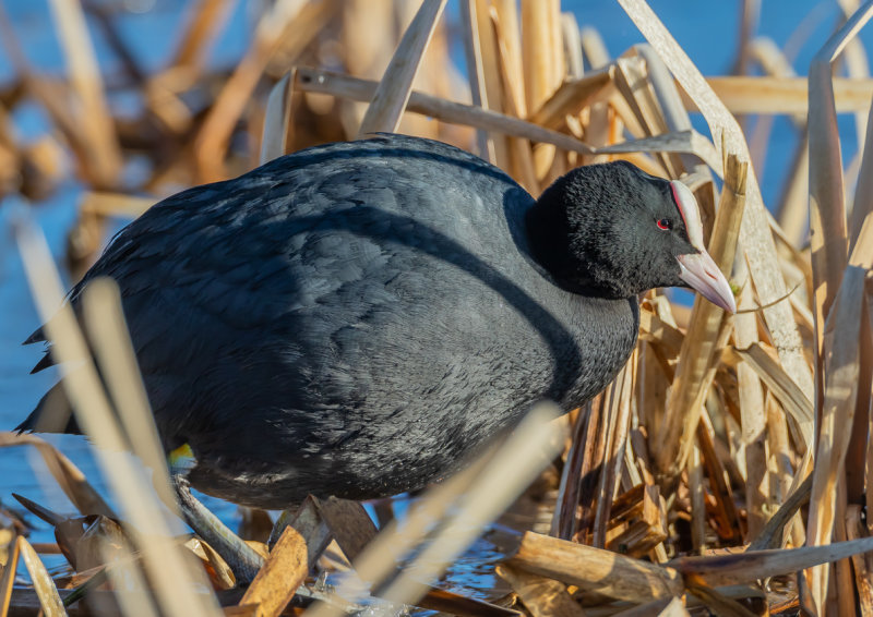 Sothöna / Eurasian Coot