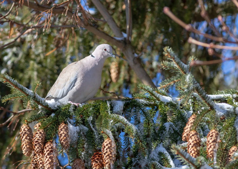 Turkduva / Eurasian Collared Dove