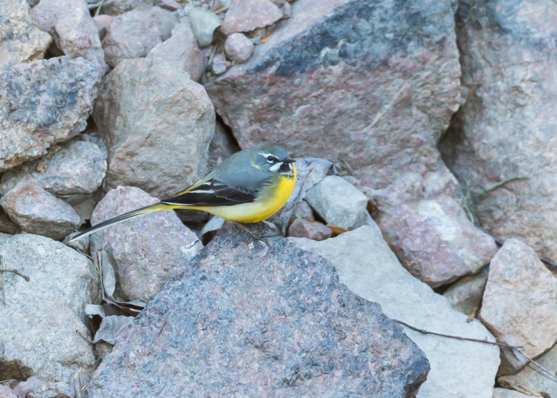 Forsärla / Grey Wagtail
