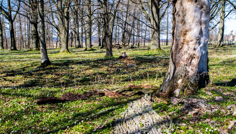 NATURBILDER / NATURE
