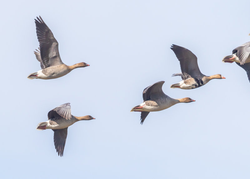 Sädgås / Bean Goose