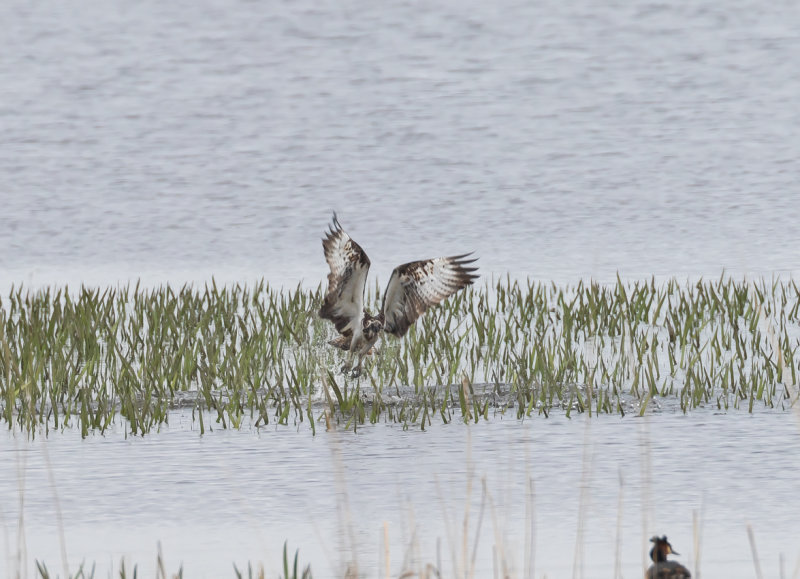 Fiskgjuse / Osprey
