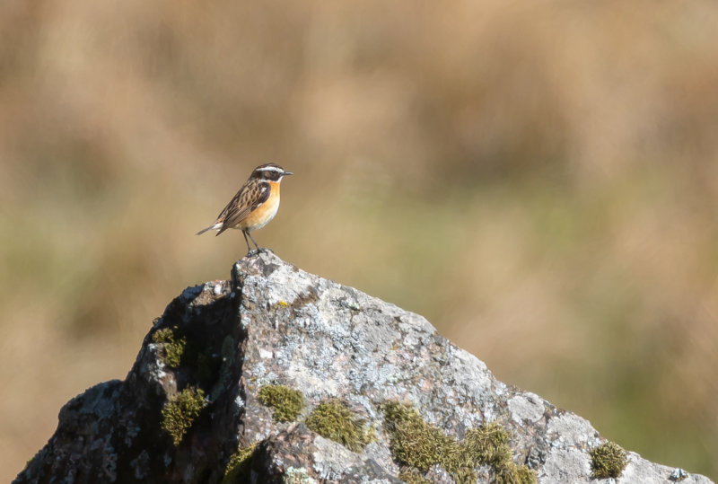 Buskskvätta / Whinchat